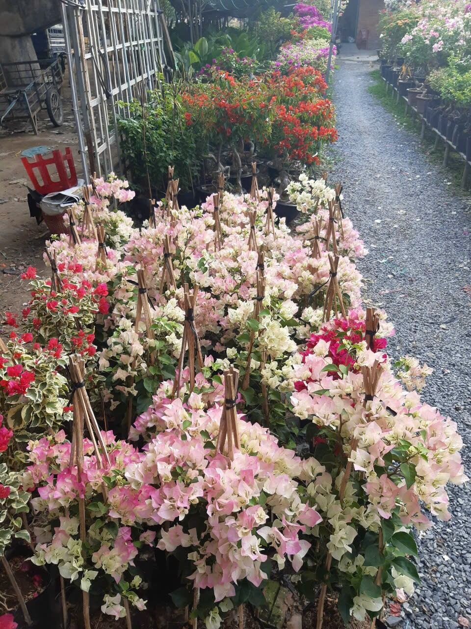 cây giấy sakura siêu hoa