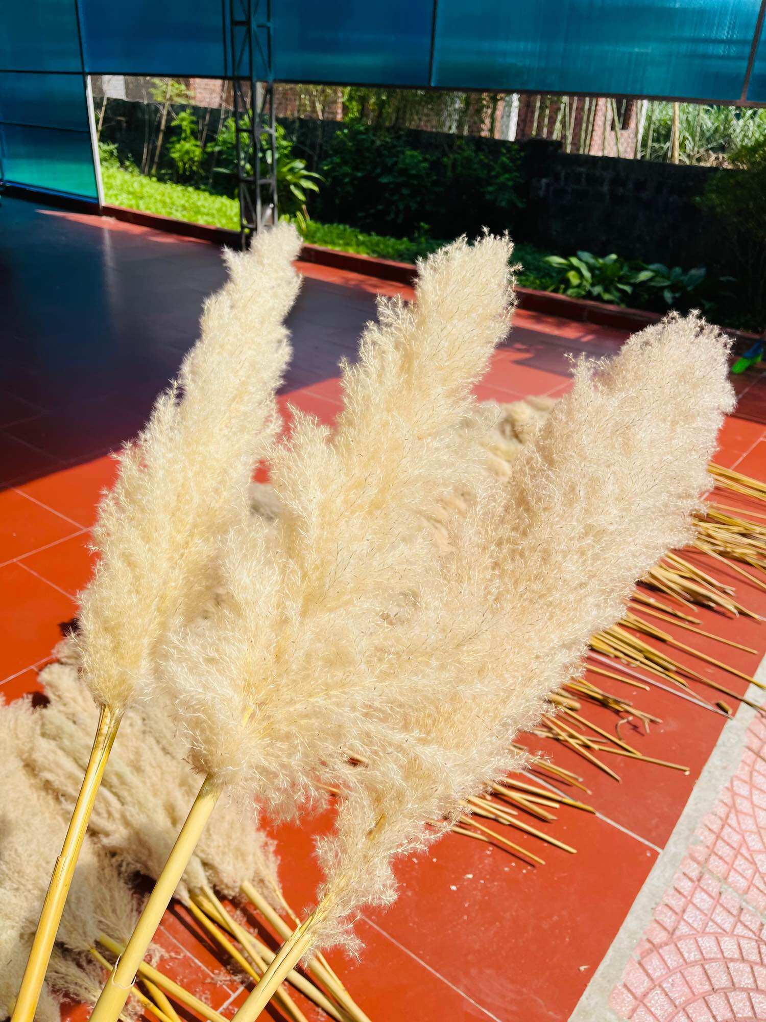 Bông cỏ lau