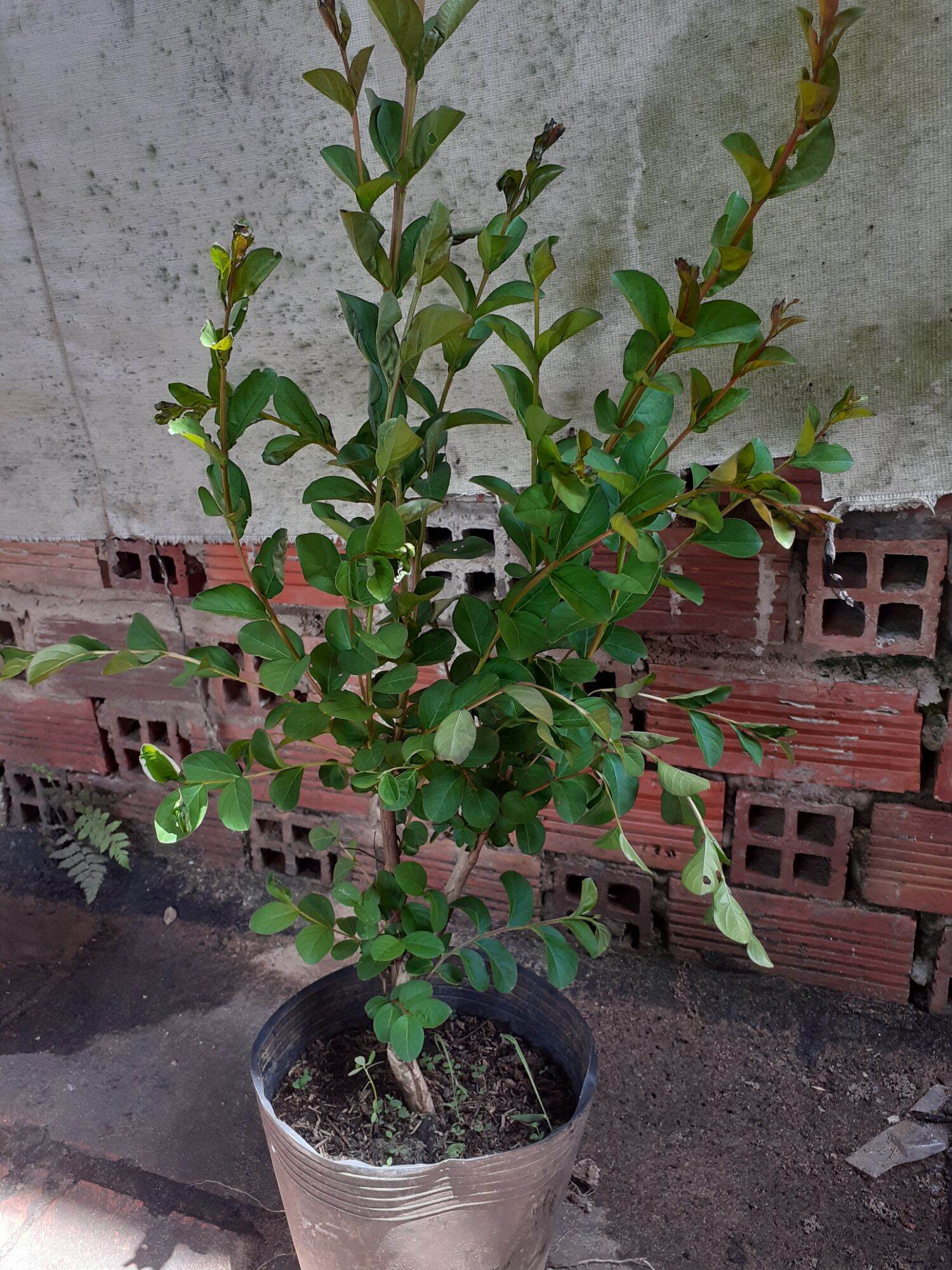 TƯỜNG VI HOA HỒNG (CÂY GIỐNG ẢNH CUỐI)
