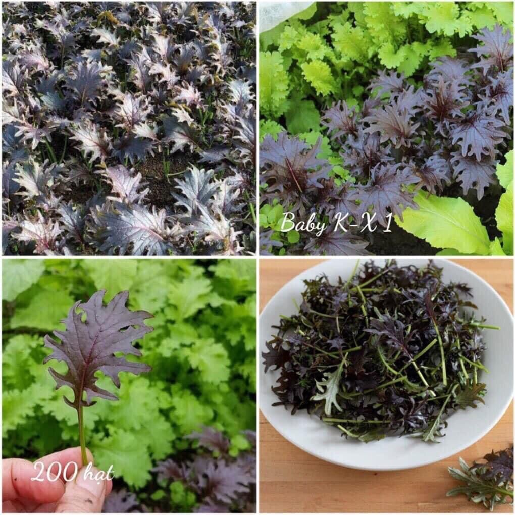 HẠT GIỐNG CẢI KALE MỸ NHẬP KHẨU