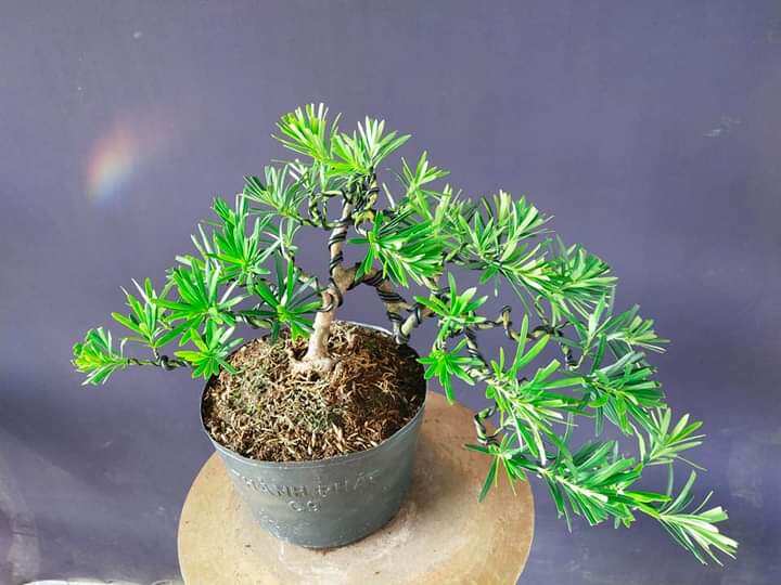 Cây tùng vạn Niên bonsai đã tạo dáng, cây để bàn cao từ 40-50cm