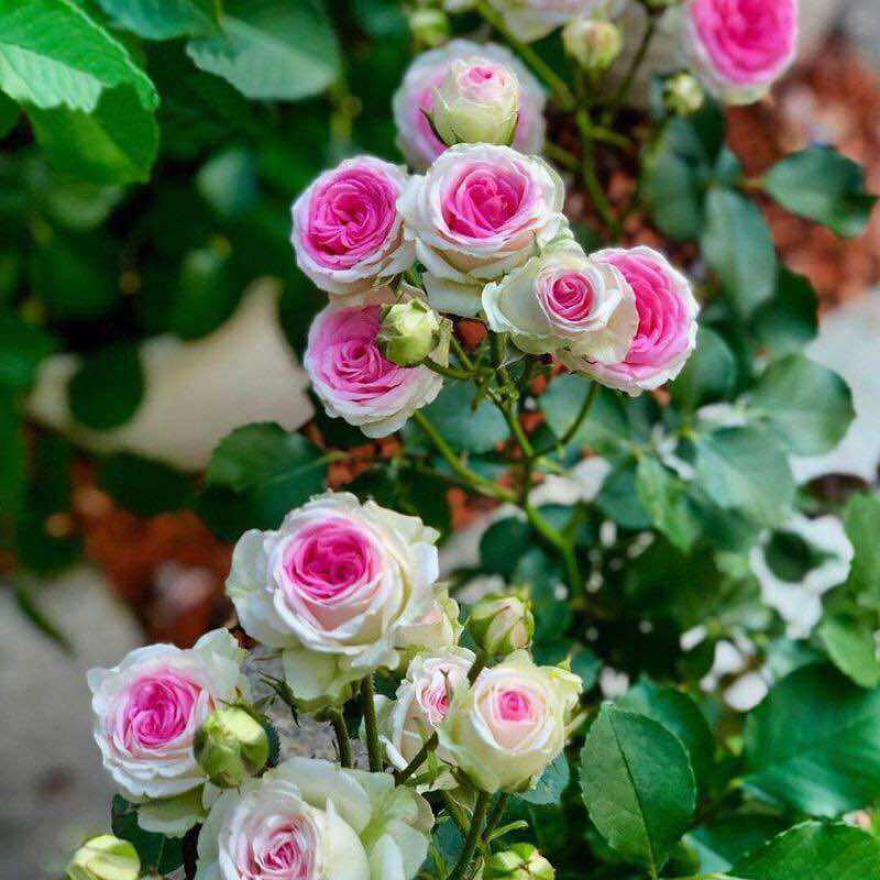Hoa hồng bụi Mini Eden Rose - say hoa