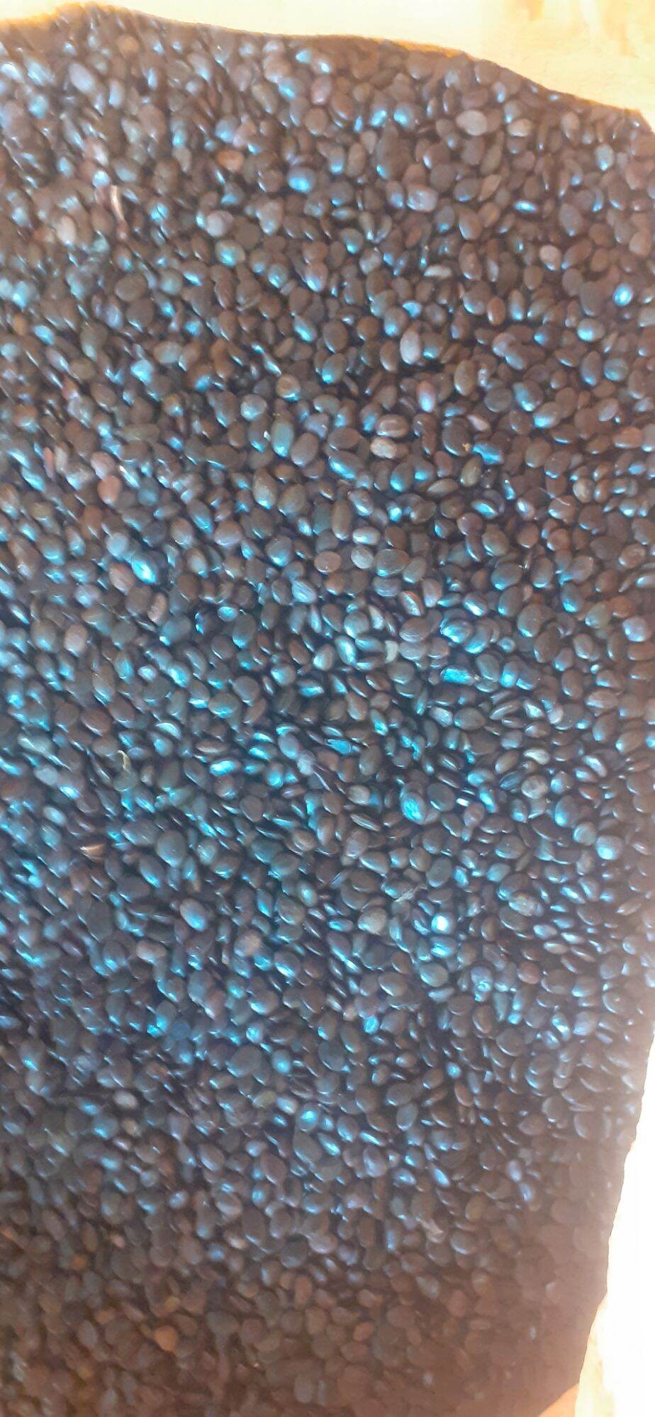 500 gram hạt keo lá tràm