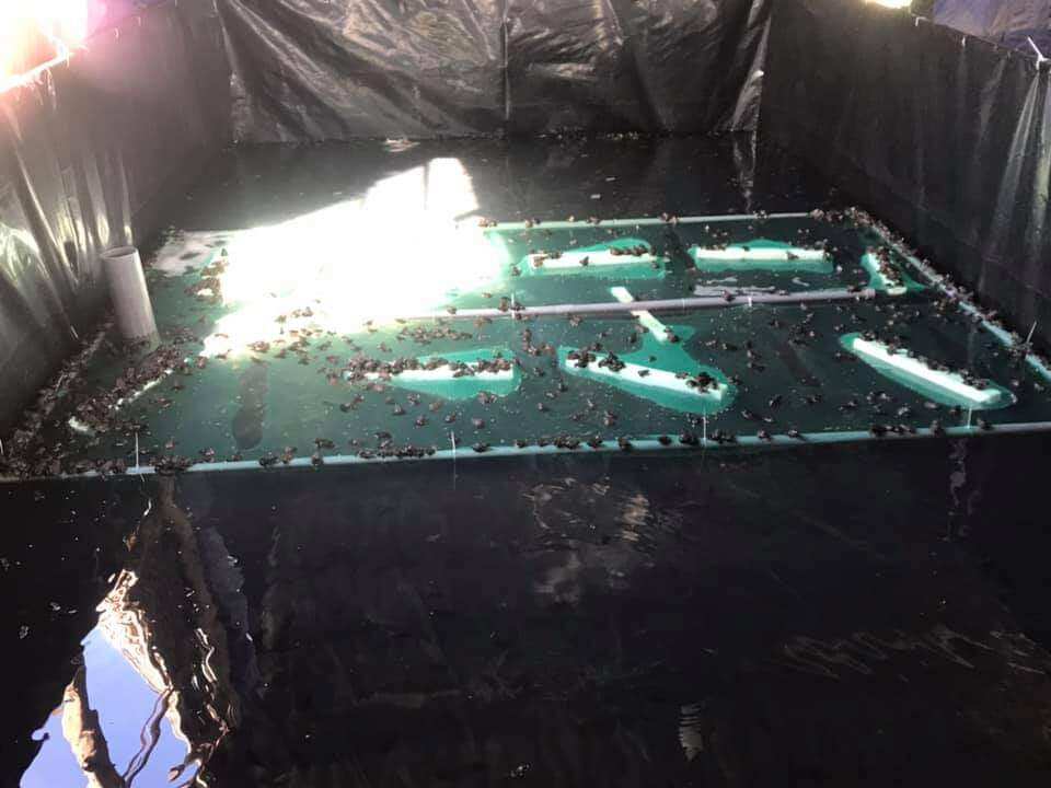 Bể bạt nuôi ốc ếch cá lươn 4x2x0,5 - loại HDPE