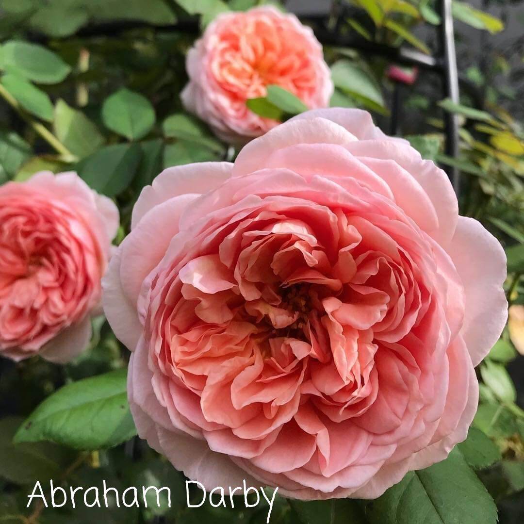 Hoa hồng leo Abraham Darby nguyên bản, dòng leo siêu hoa siêu to