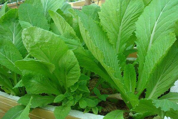 HẠT GIỐNG RAU CẢI XANH ĐẮNG 20G