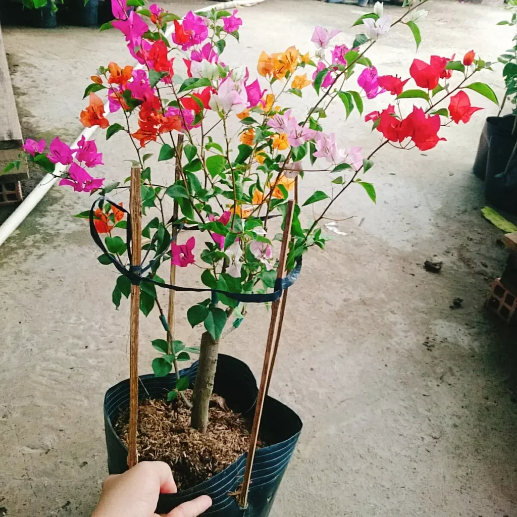 Cây hoa giấy ngũ sắc đã ghép
