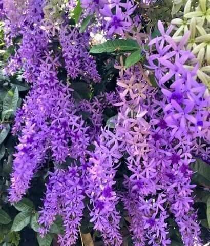 cây mai xanh Thái Lan hàng nở hoa quanh năm