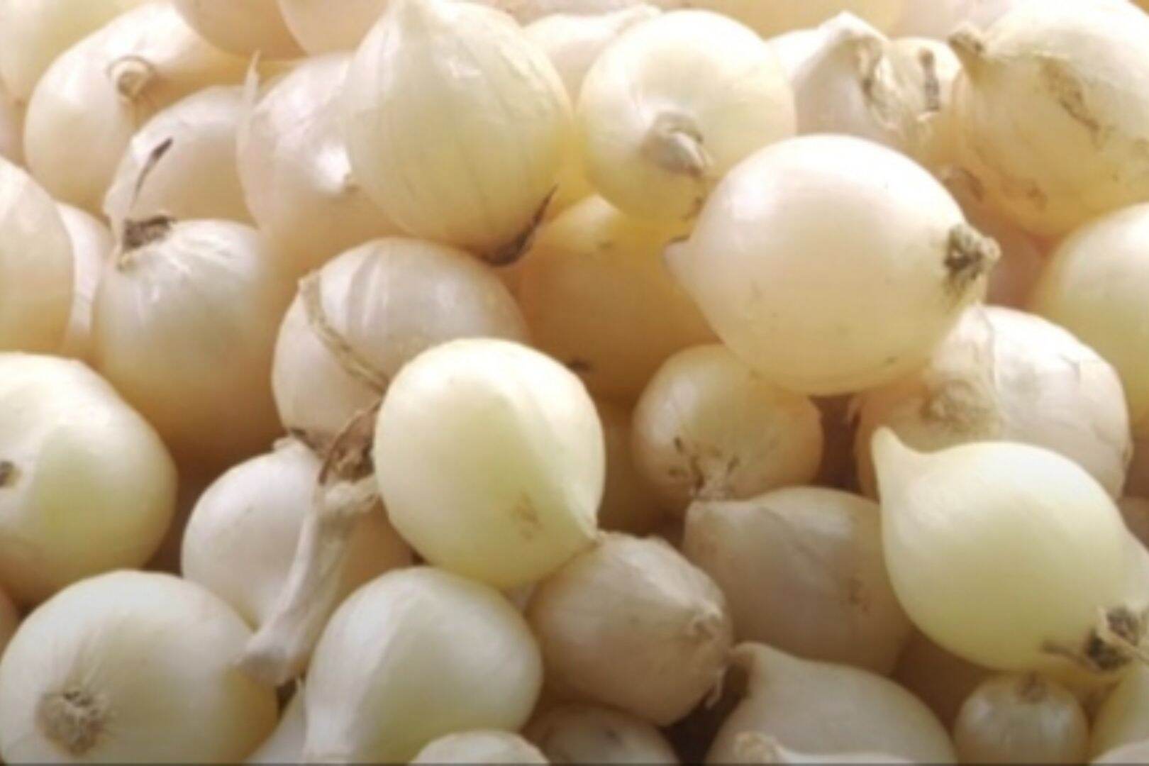 Củ nén (hành tăm) quê nghệ an chất lương cao chứng nhận OCOP về chất lượng  500g