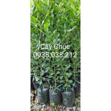 CÂY GIỐNG CHANH THÁI / CHANH CHÚC / CÂY CHÚC