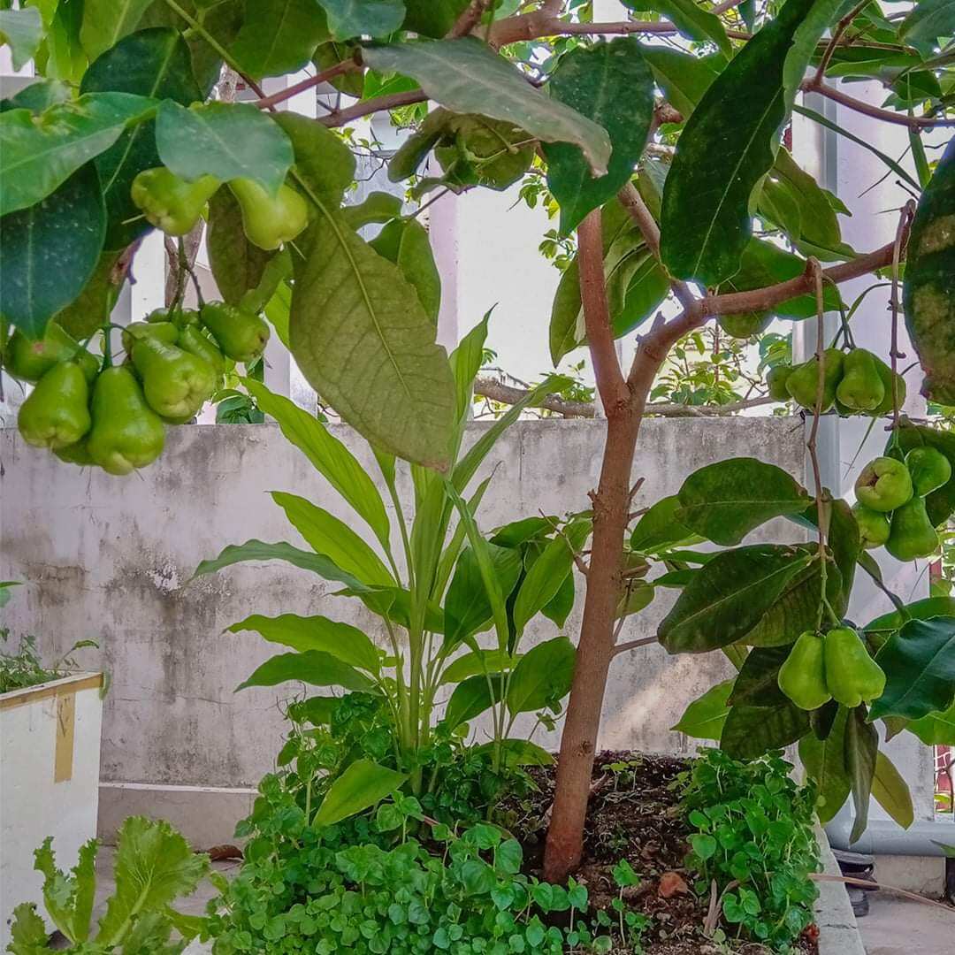 cây mận đường xanh