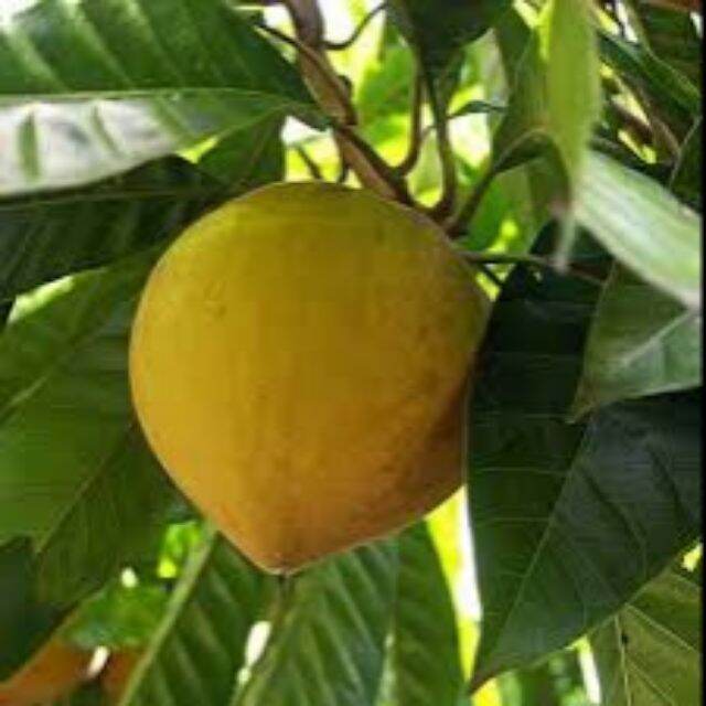 Chicken Egg Tree, Lêkima. The Tree Is 60-80cm Tall