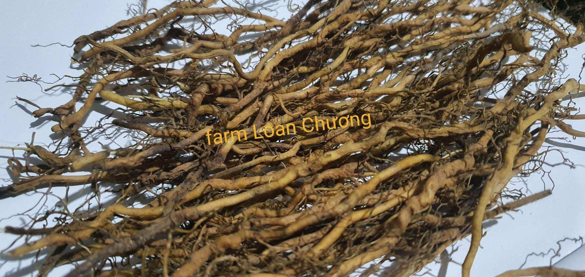 rễ cây hương bài rừng/ Hương bài lâu năm khô rất thơm