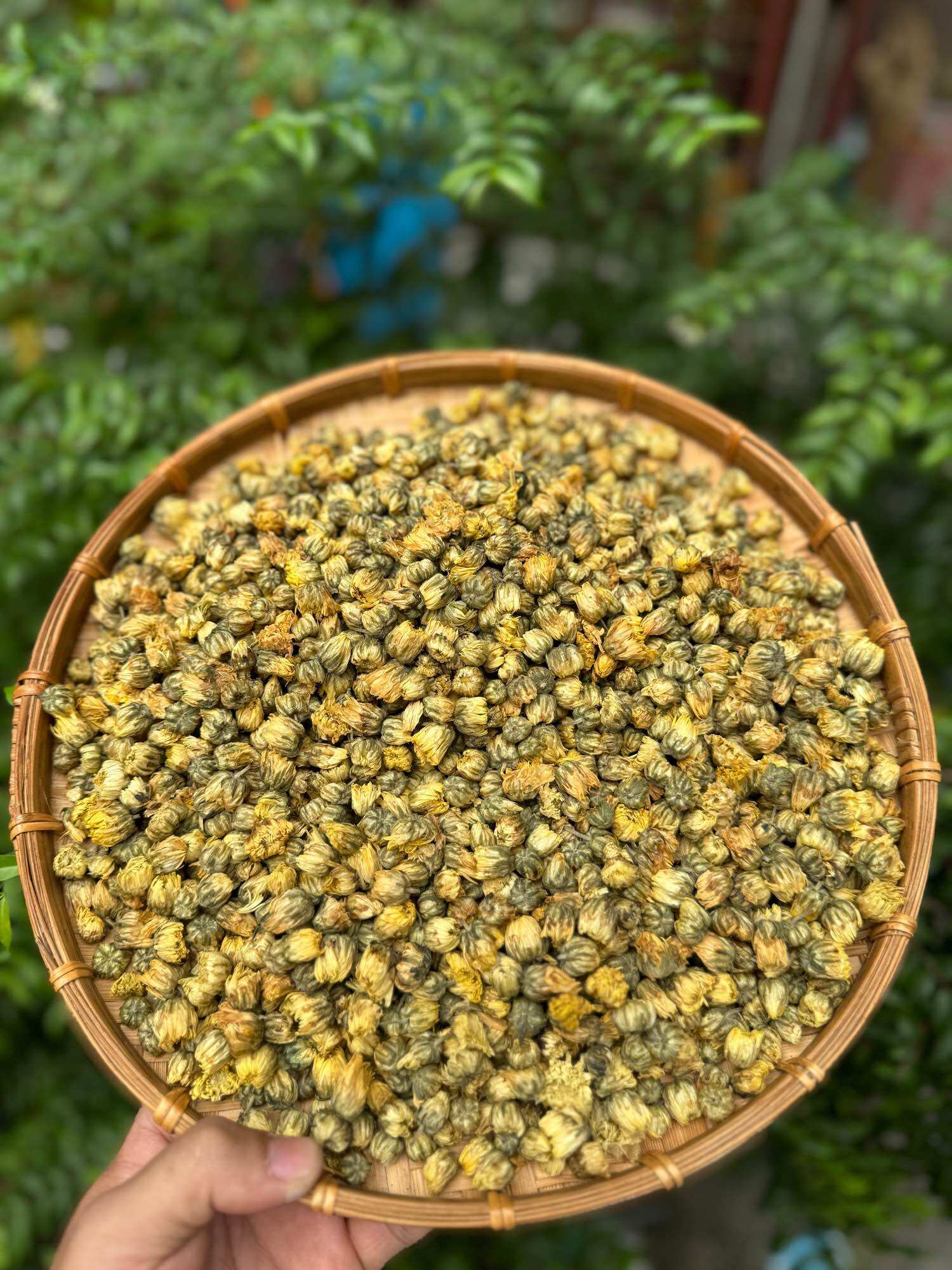 hoa cúc kim cương khô đà lạt 100gram ( trà hoa cúc nụ)