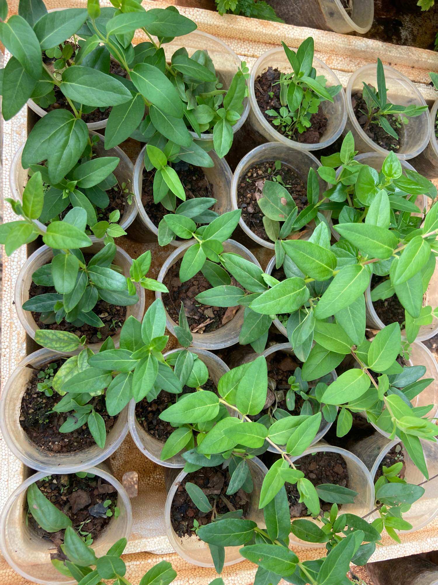 Cây Hoa kim ngân bụi