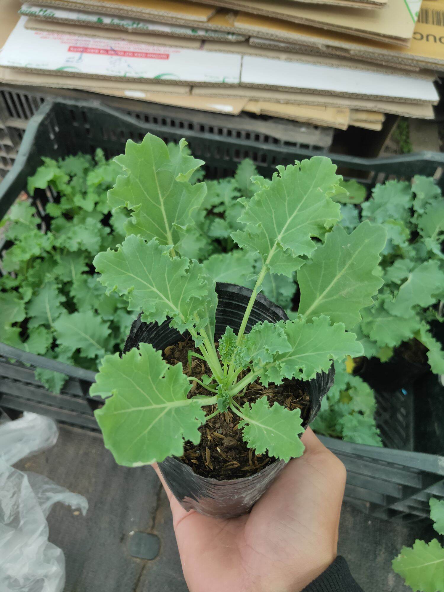 Cây giống Cải Kale giống Mỹ