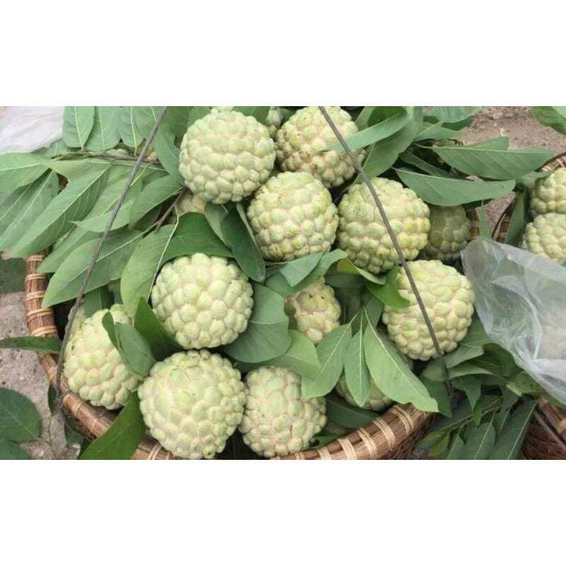 GIỐNG CÂY NA DAI