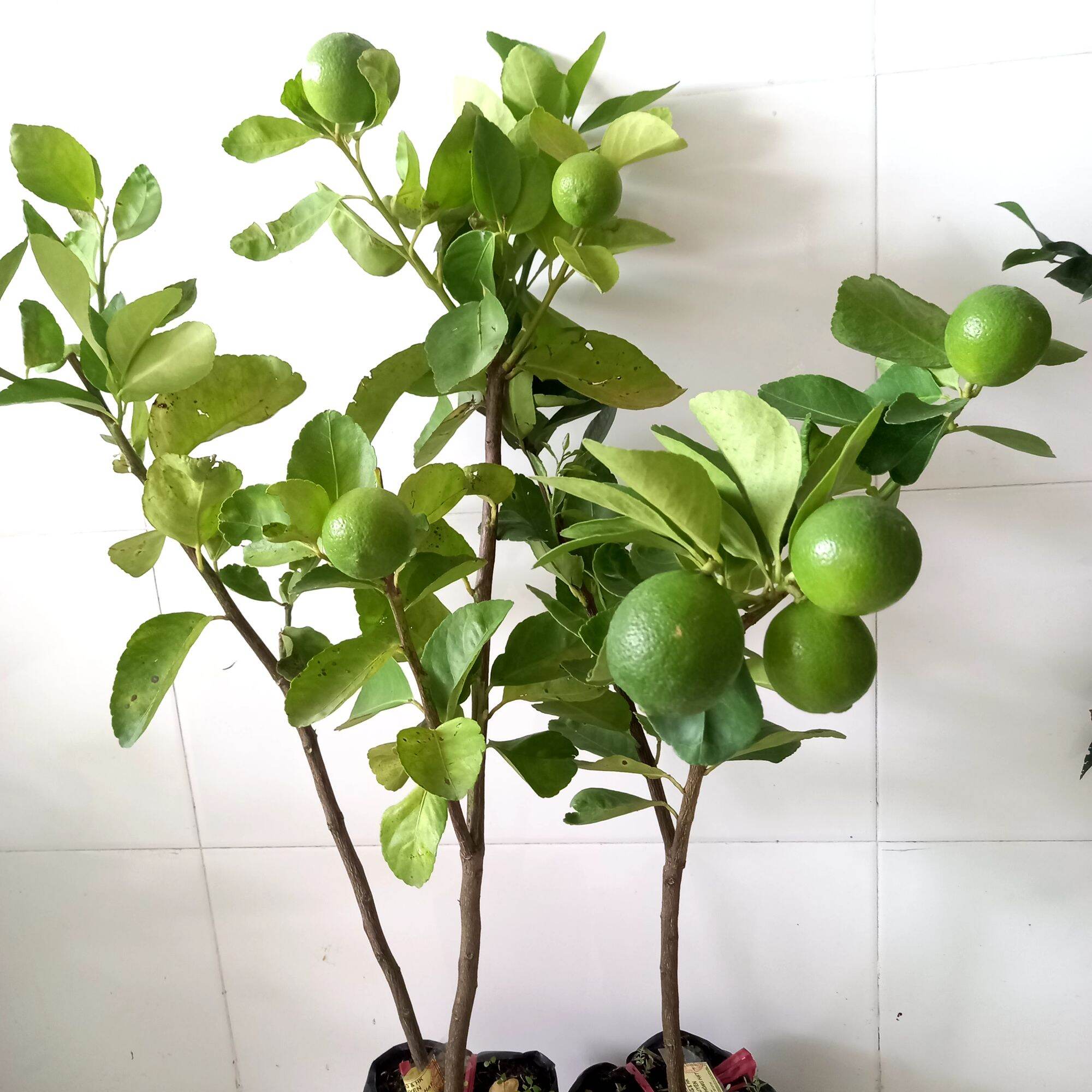 cây chanh không hạt