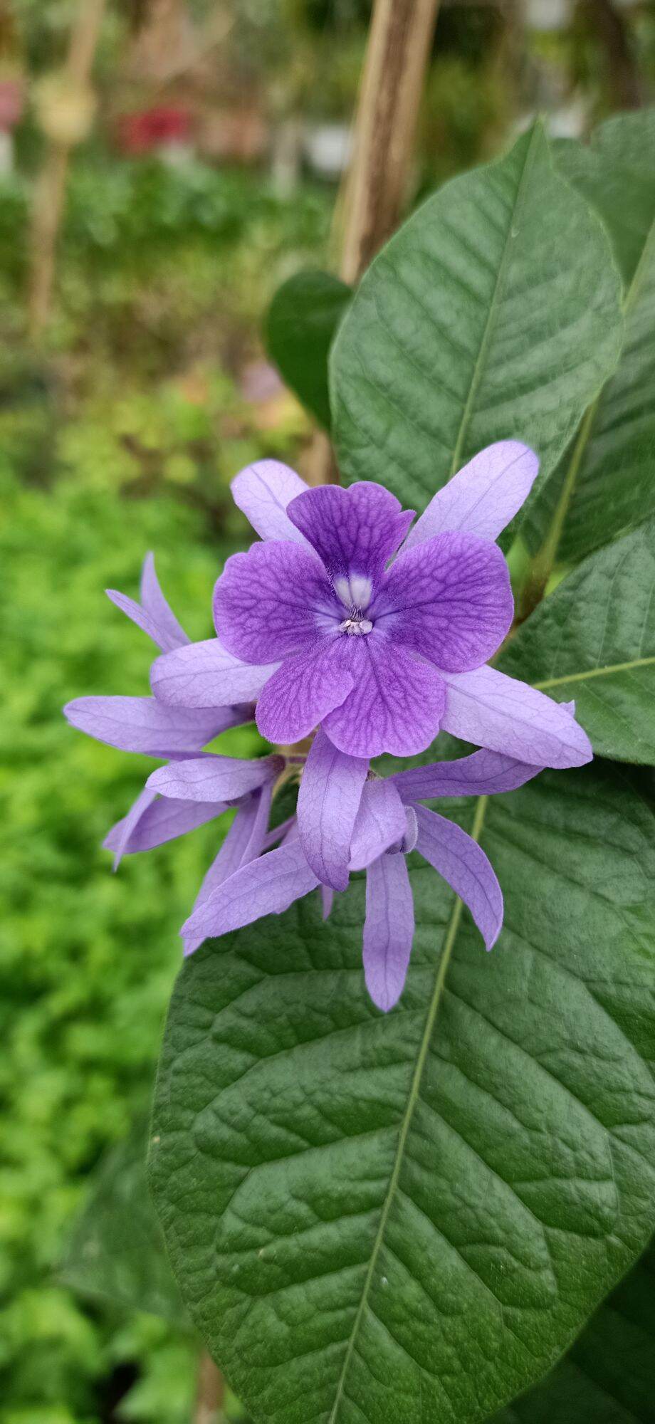 cây mai xanh thái (cây thân leo rất thích hợp trồng cổng hoặc hàng rào)- cây kiểng làng hoa sa đéc