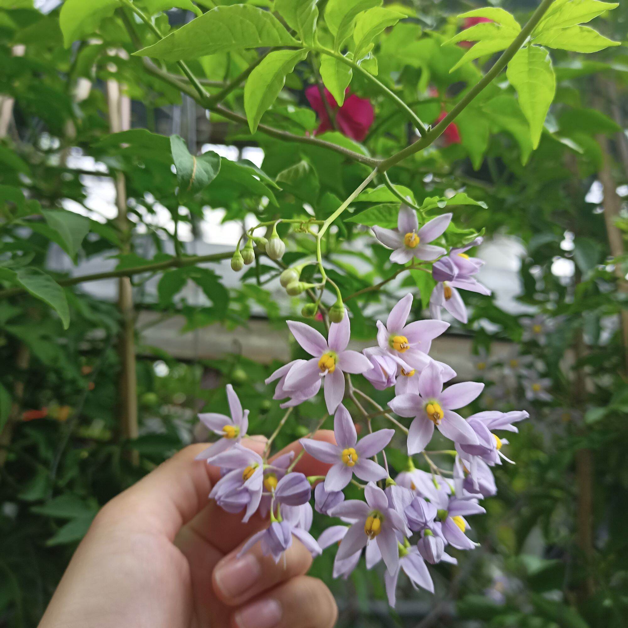 Cây hoa leo tiêu nương đang hoa và trái khi chín có màu đỏ kết chùm