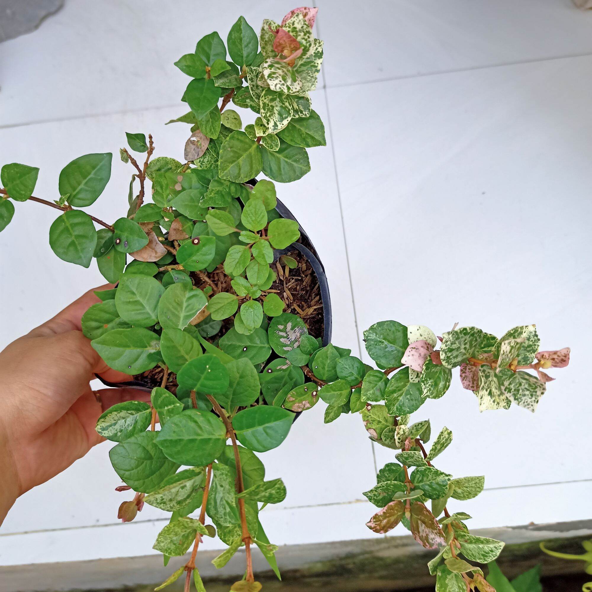 Chậu cây thằn lằn cẩm thạch, thằn lằn var. 