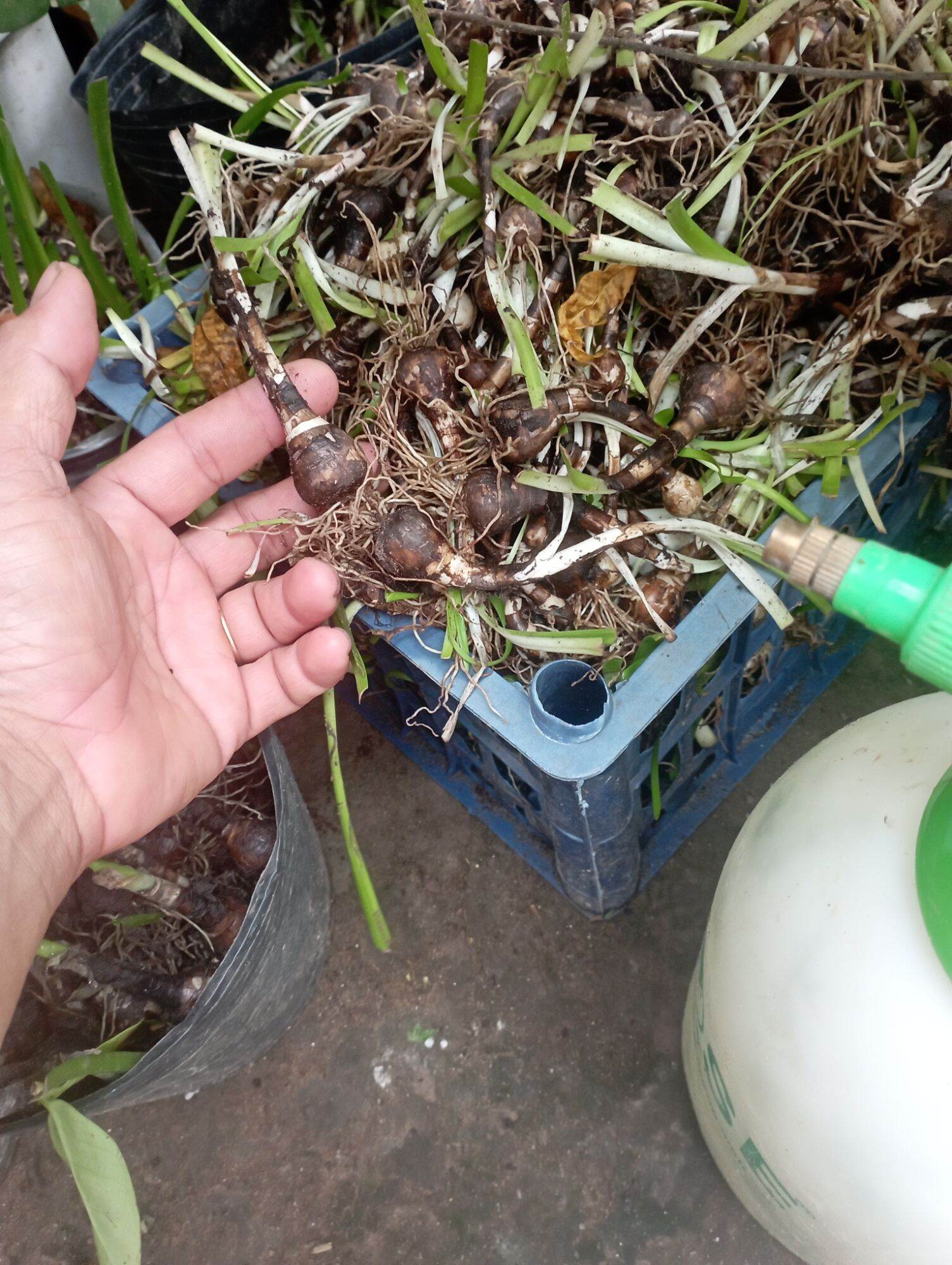 10 củ huệ mưa to như hình