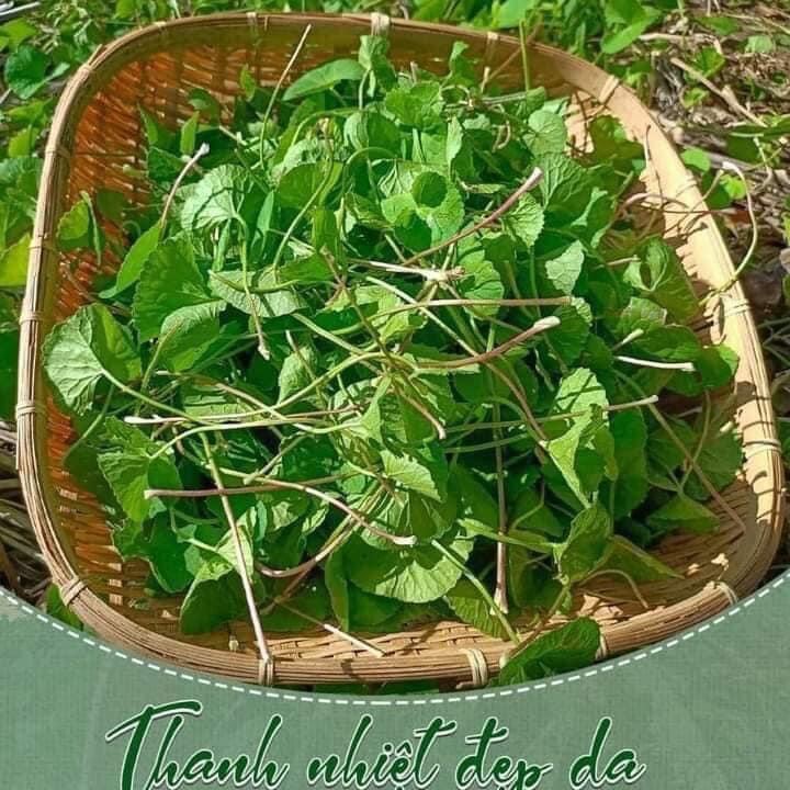 BỘT RAU MÁ - SẤY LẠNH - NGUYÊN CHẤT 500Gr