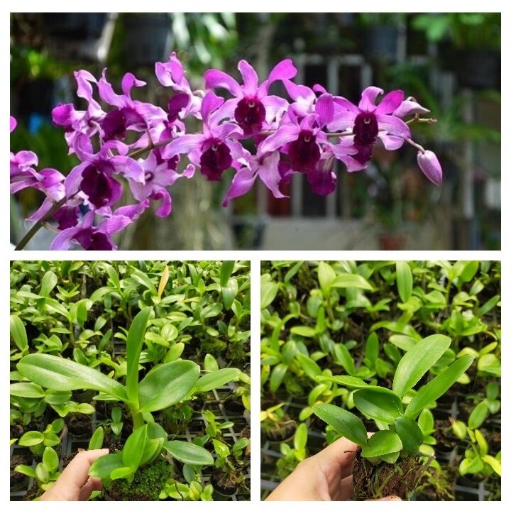 Combo 5 Cây Lan nắng nhiều màu ( cây lan giống cao 10-15cm)
