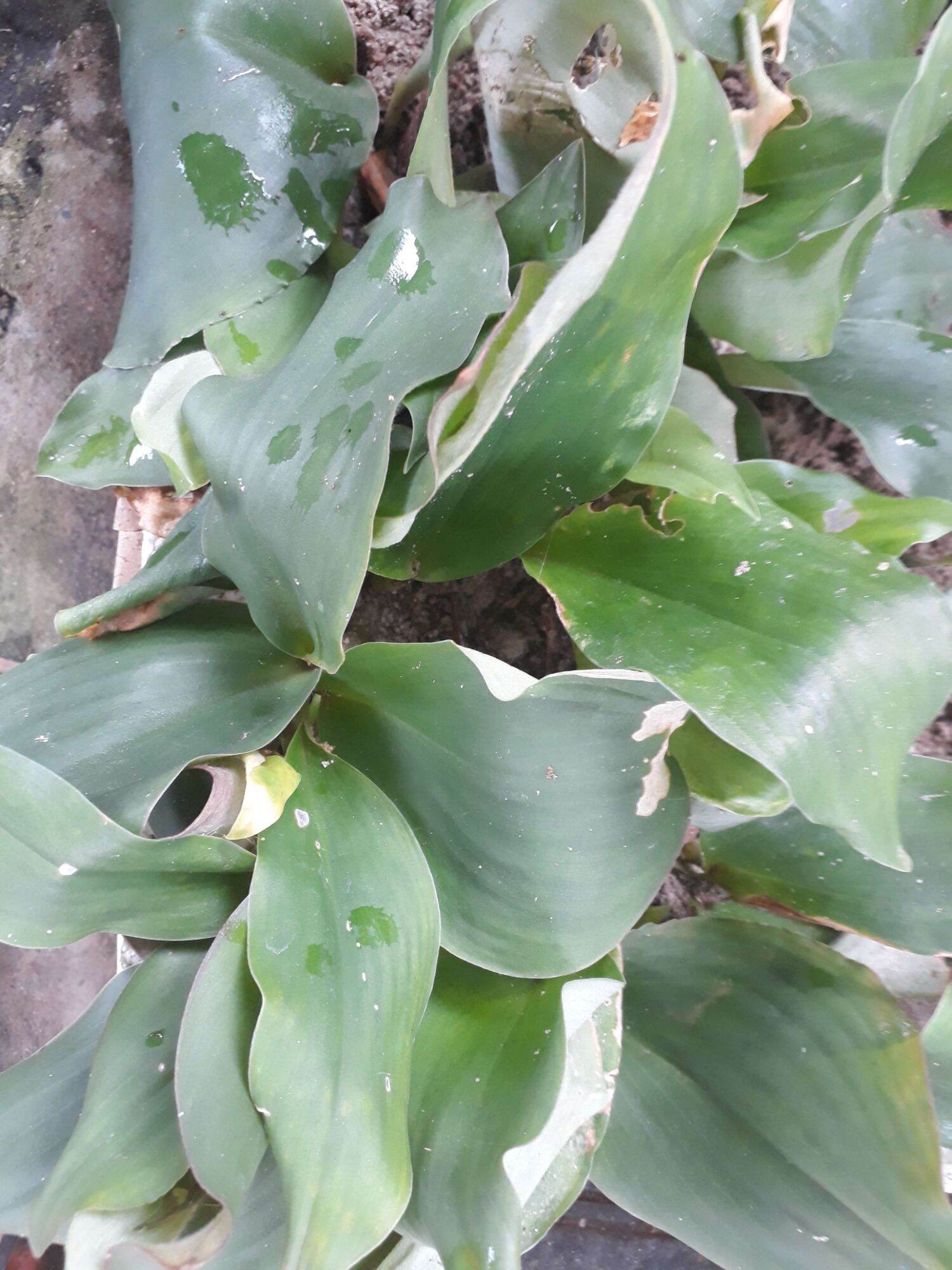 địa liền tươi ( 500 g )