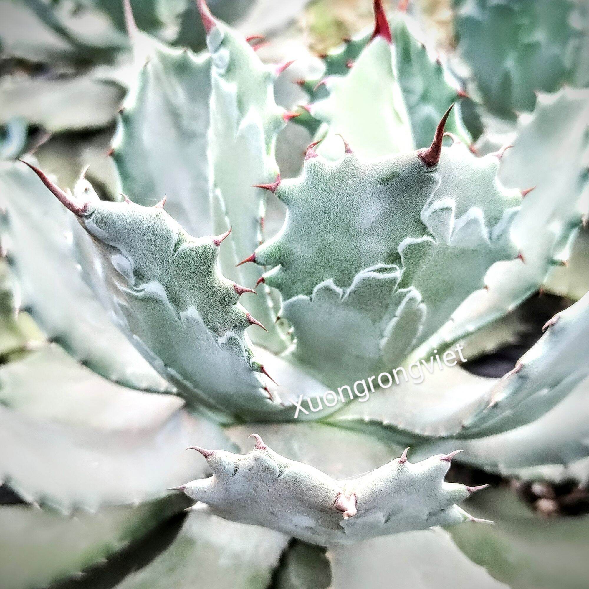 Dứa cảnh Agave Xanh Dương