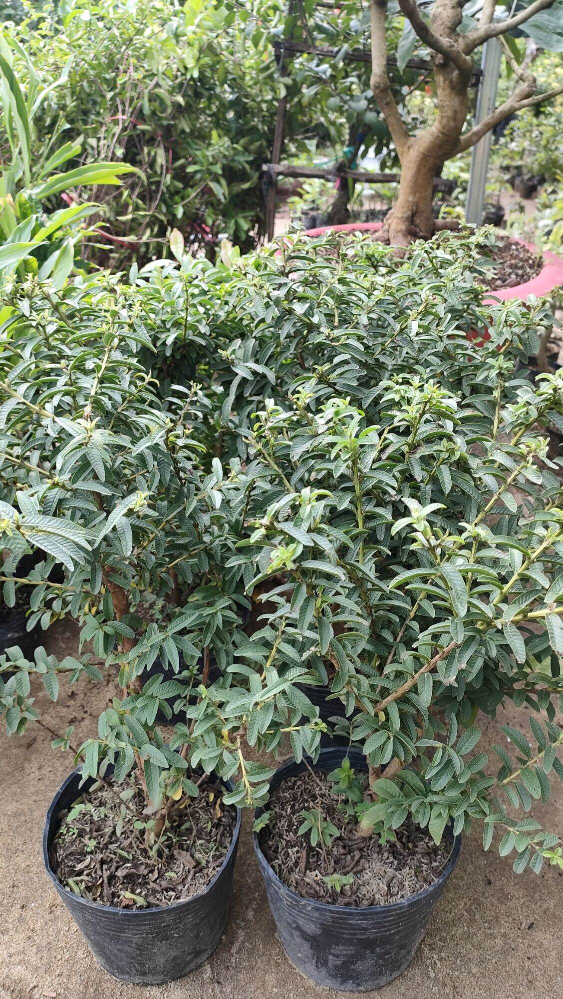 Cây ổi sẻ ( chậu cây ổi sẻ chơi kiểng bonsai )