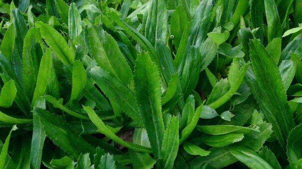 Hạt  RAU NGÒ GAI 5gr