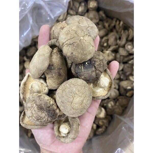 NẤM HƯƠNG TAI TO DÀY THIT (50GRAM)