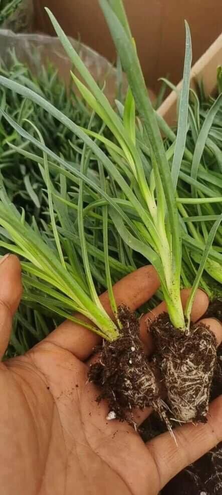 Cây giống hoa phăng nhiều màu(2 cây)