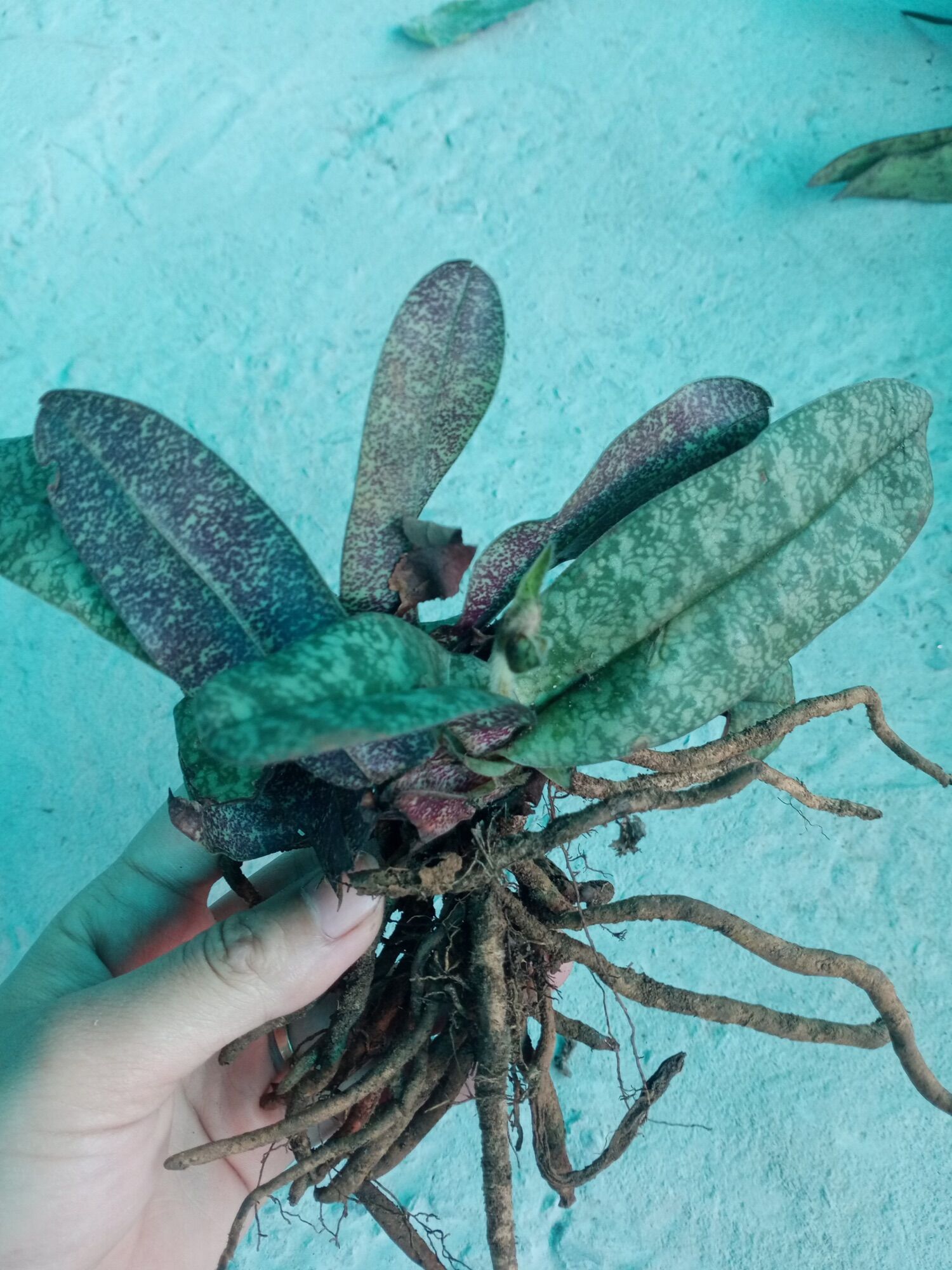 Hoa Lan hài gấm(1 cây)