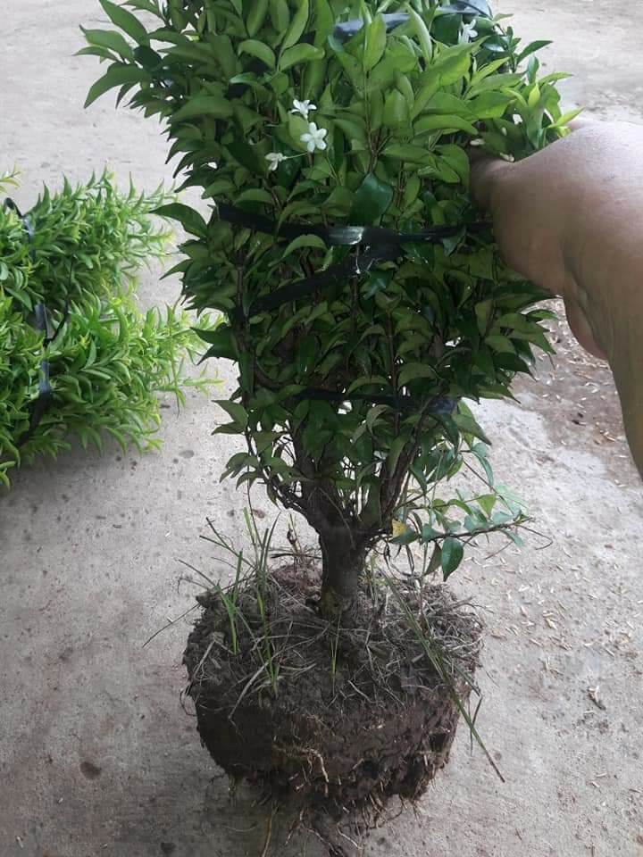 mai chiếu thủy bonsai đang hoa