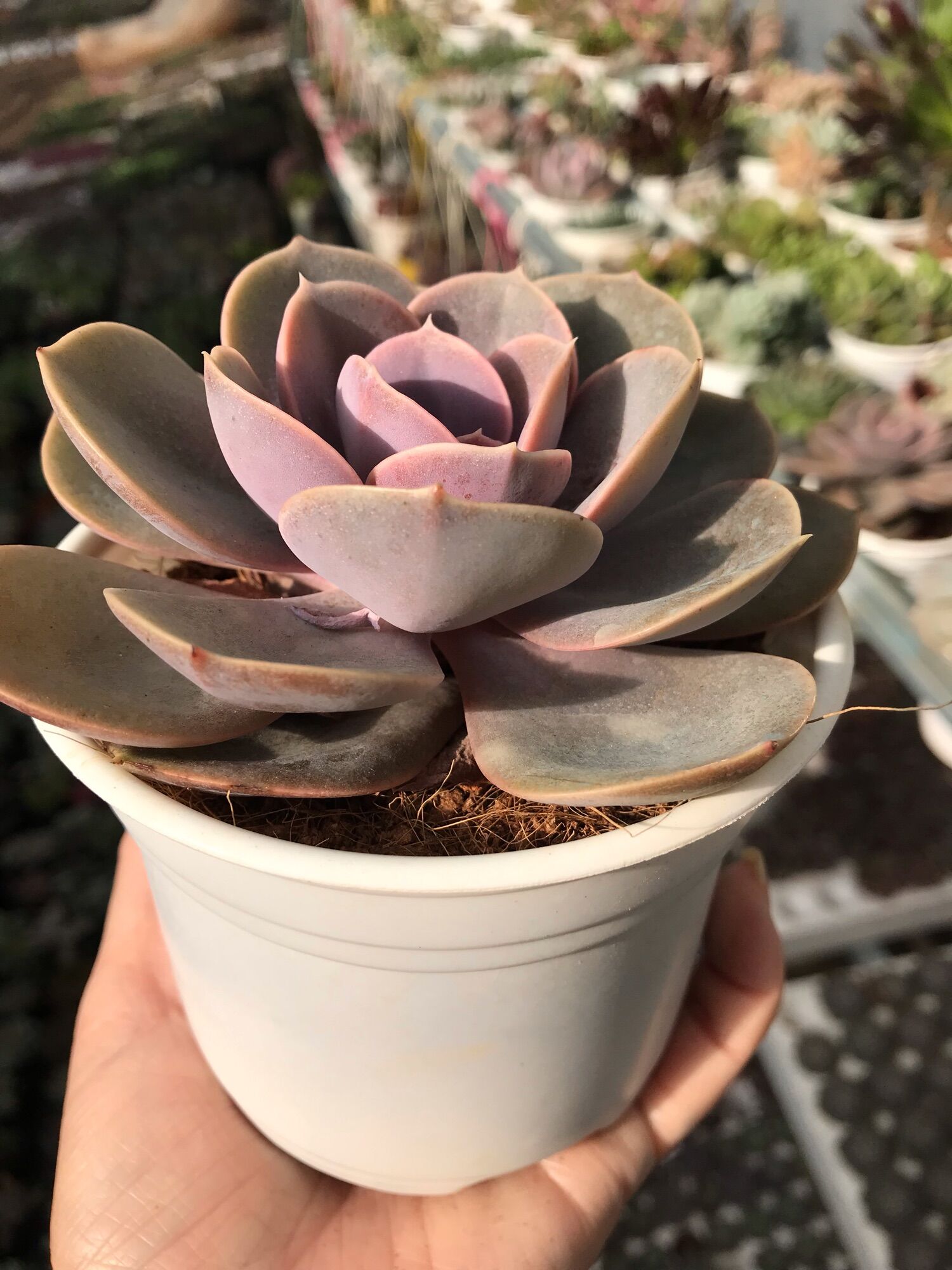 Sen đá hồng dịu cute size trung