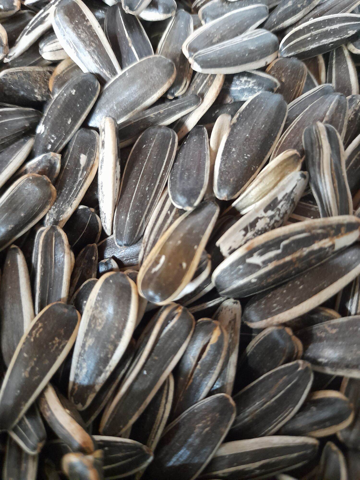 Hướng dương sống 1kg