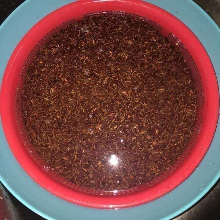 Trà gạo nứt huyết rồng 0.5kg