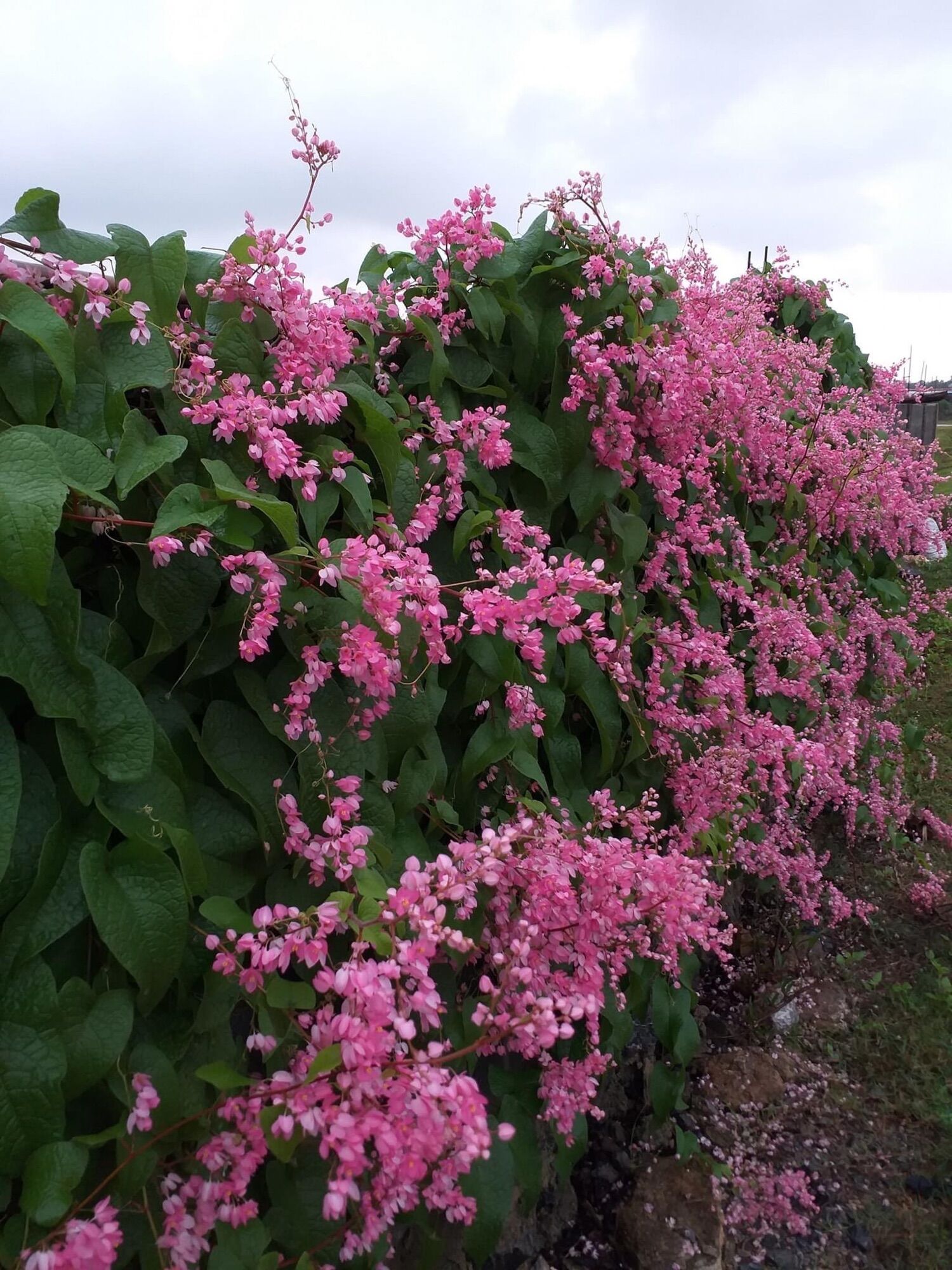 Cây giống hoa Tigon(1 bầu)