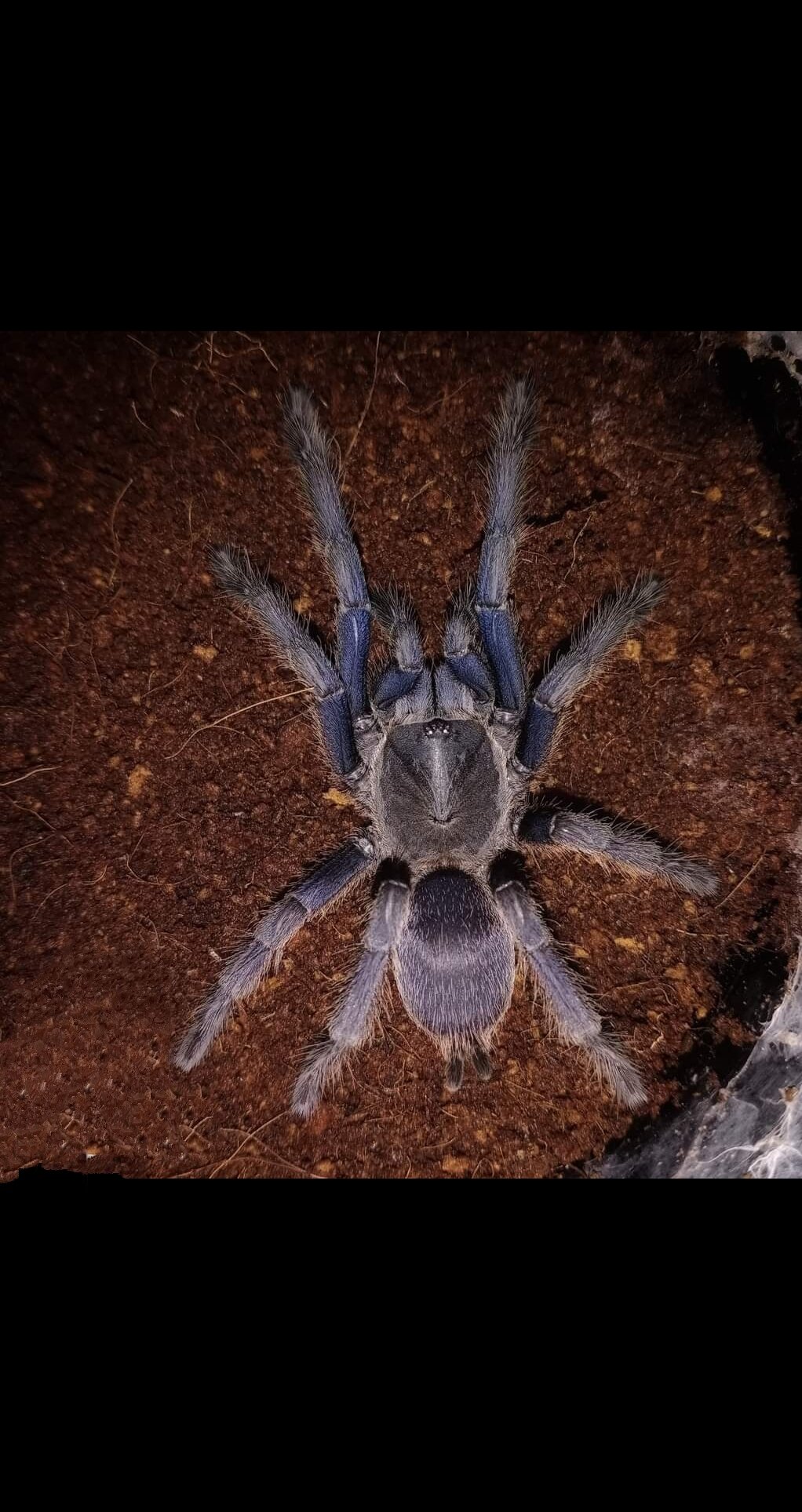 Nh n vn blue 23cm mixasale