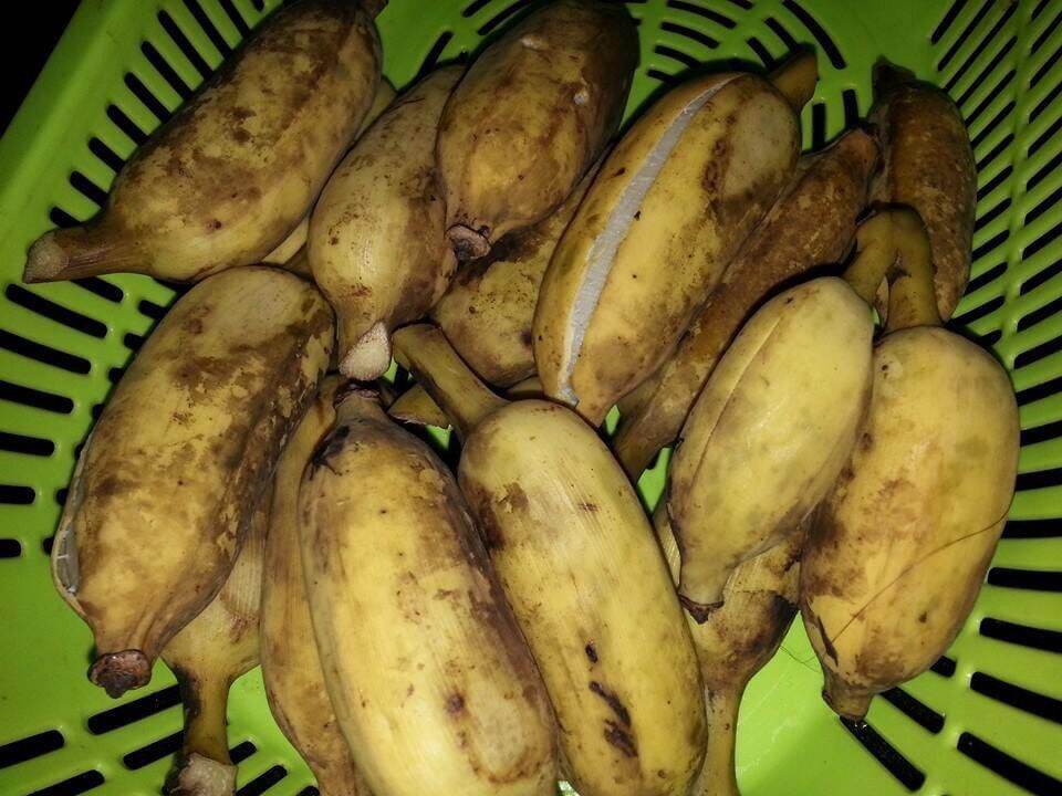1Kg- Chuối xiêm xanh