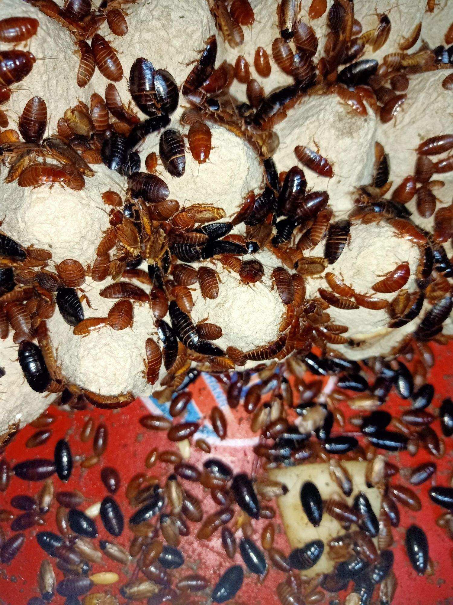 gián đất dành cho chim cảnh . cá cảnh