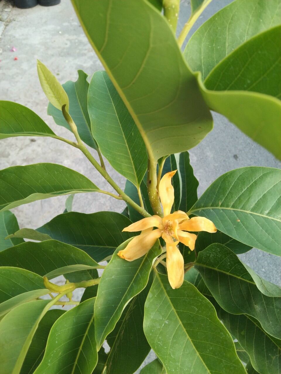 Cây Sứ Ngọc Lan vàng hoa thơm
