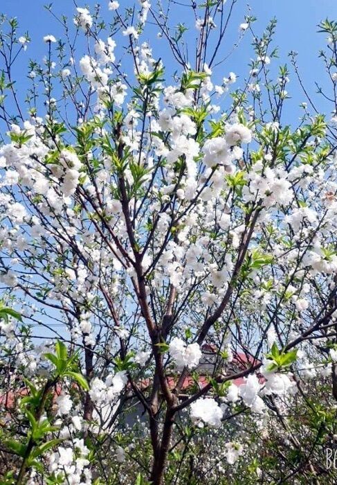 Cây giống đào bạch