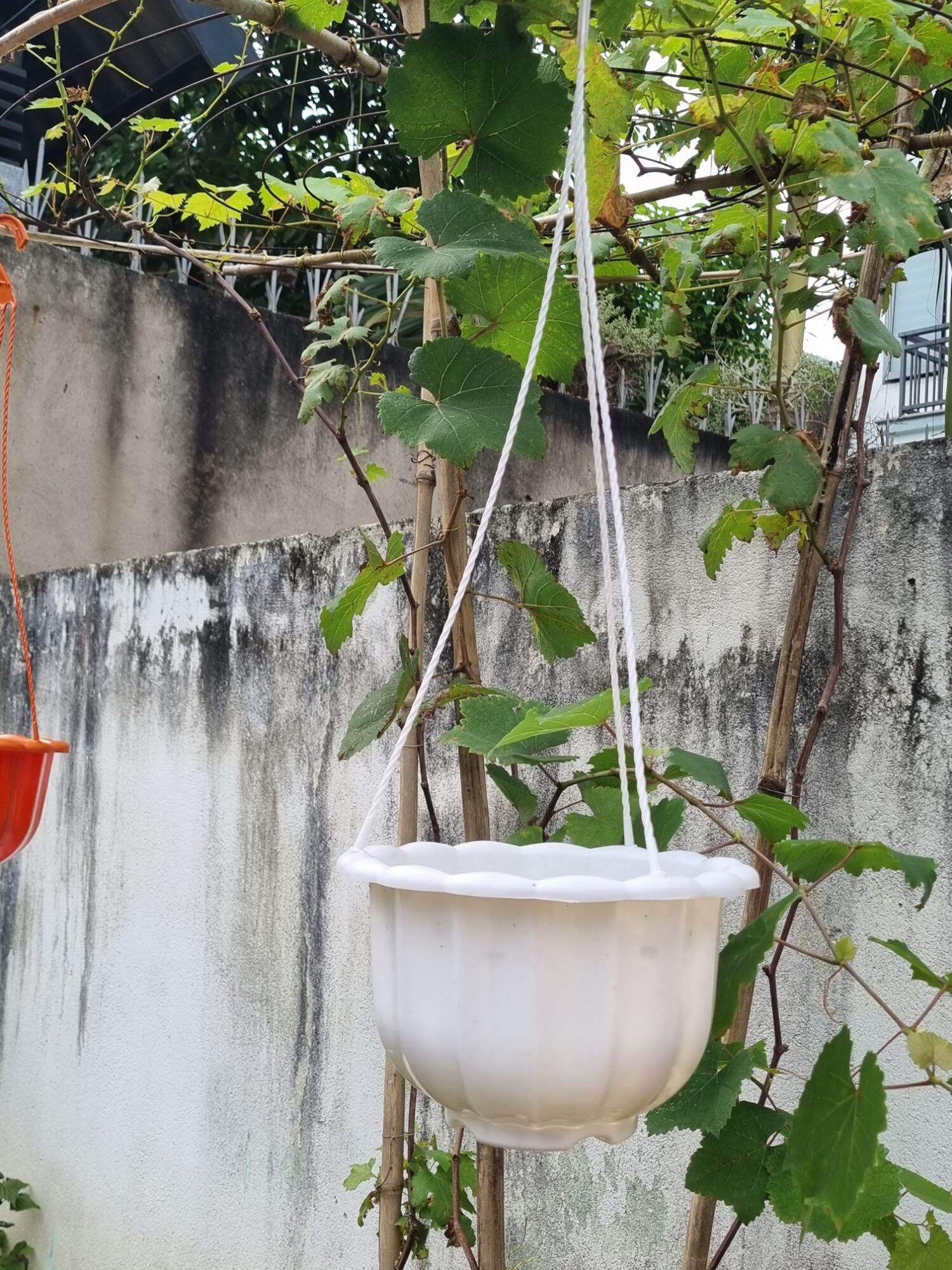 Chậu bí treo size 22cm