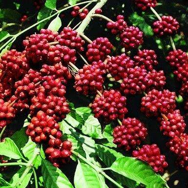 Trung Tâm Trà, Cafe '0903008961'