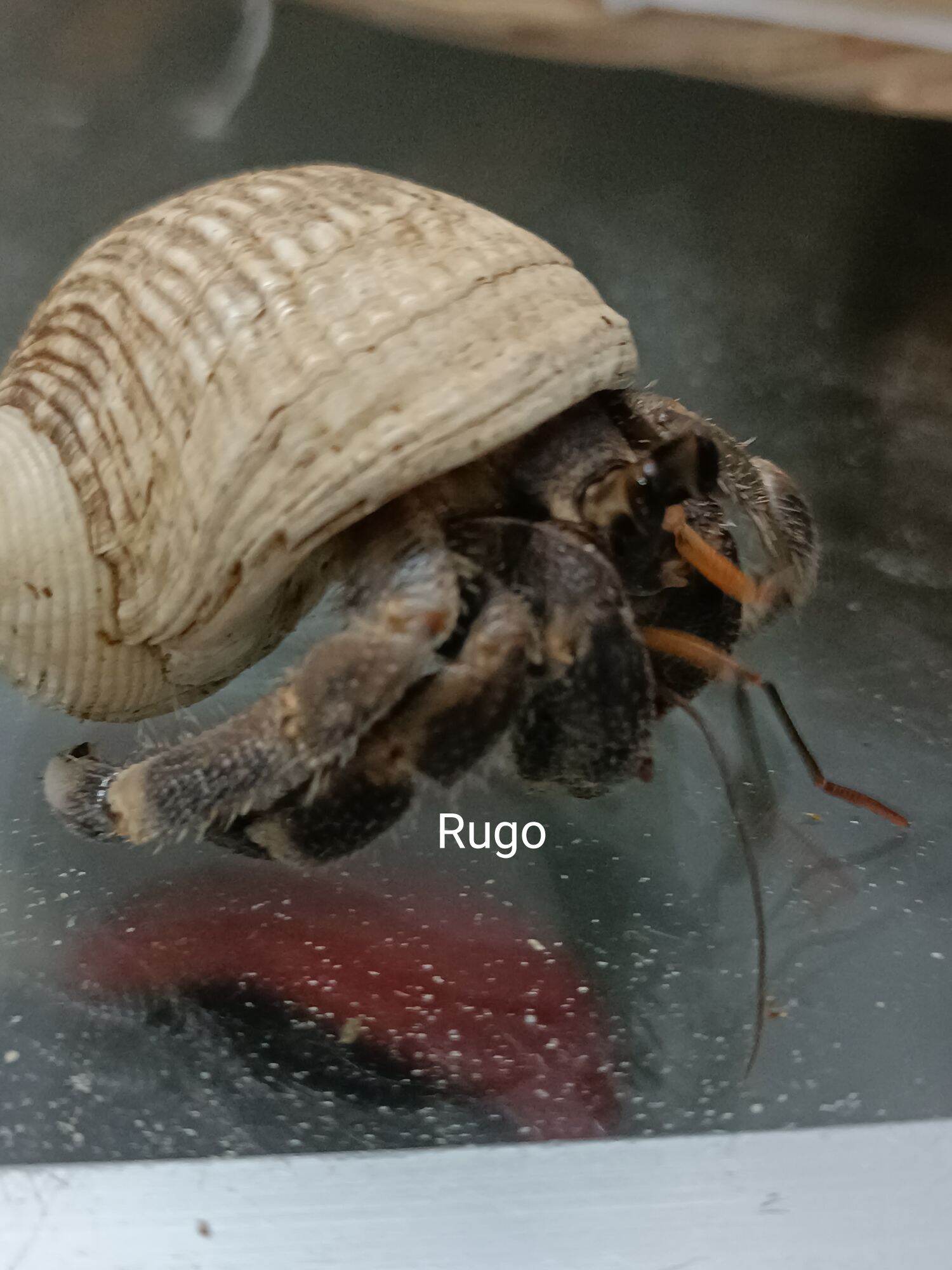 OMH Rugo. OMH BIÊN HÒA