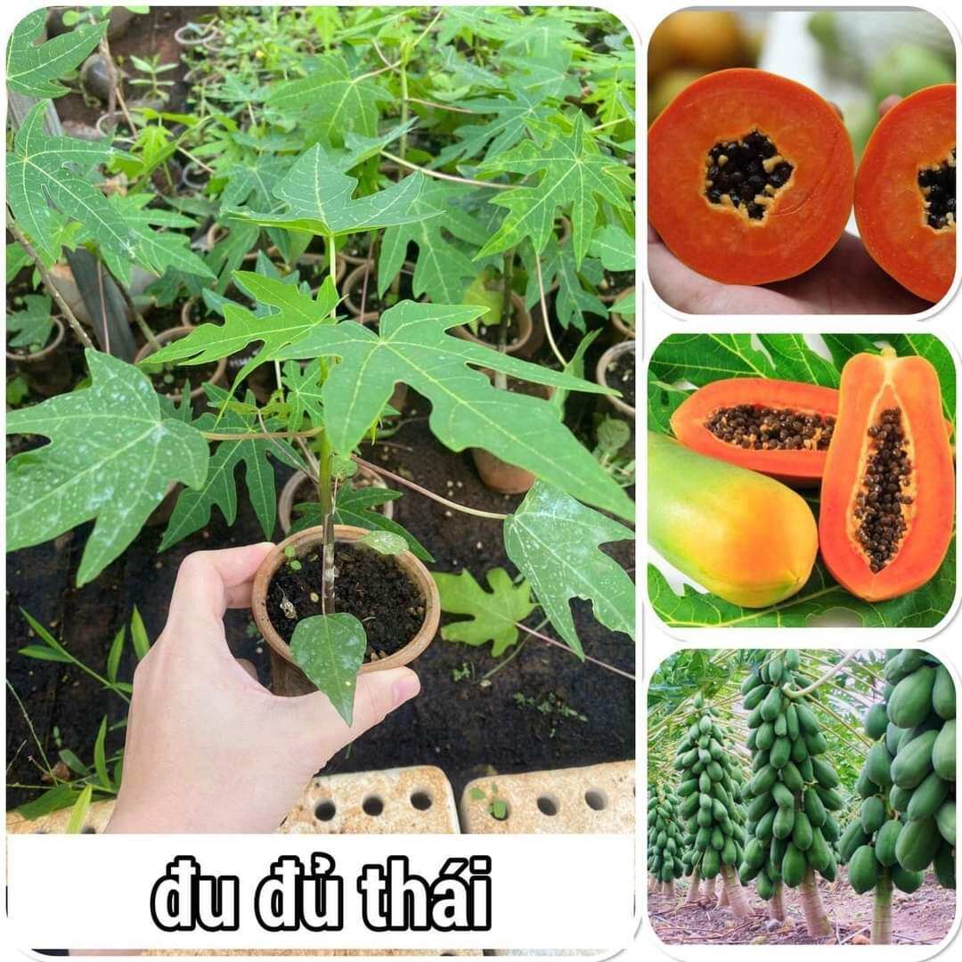 Cây đu đủ thái