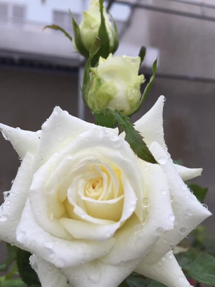 Hoa hồng ngoại Tchaikovsky rose